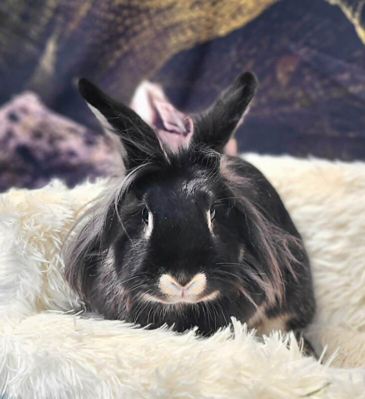 Picture of the Animal Listed